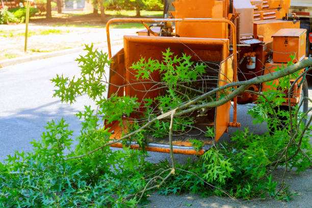 Best Tree Preservation Services  in USA